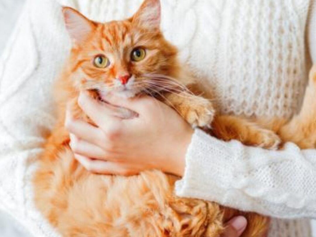 Gato persa naranja y esponjoso sostenido en brazos, que pasa si le cortas los bigotes a un gato persa descubre las consecuencias aqui