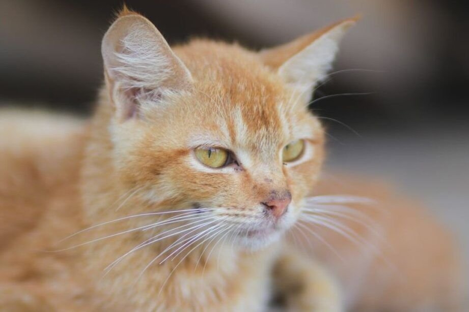 que pasa si le cortas los bigotes a un gato sin comer descubre las consecuencias aqui