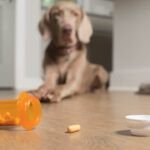 ¿Qué pasa si mi perro esnifa paracetamol? Descubre las consecuencias aquí