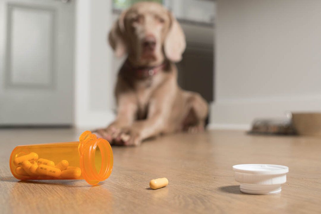 Perro acostado detrás de un frasco de pastillas derramadas en el suelo que pasa si mi perro esnifa paracetamol descubre las consecuencias aqui.
