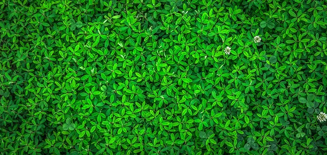 Un bosque frondoso lleno de árboles verdes y vibrantes, que simboliza la vida, la esperanza y la renovación 