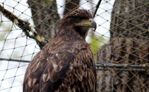 Águila marrón de perfil frente a una malla, que representa el emoji