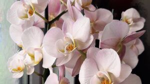 Racimo de orquídeas Phalaenopsis blancas y rosadas en primer plano para ilustrar que representa el simbolo del ankh significado y origen