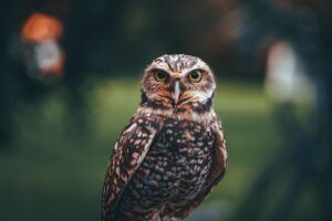 Búho de plumaje moteado y ojos amarillos en primer plano que representa simbolo buho descubre significado.