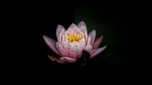 Flor de loto rosa abierta sobre agua oscura que representa simbolo loto significado