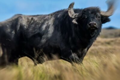 Búfalo negro en pradera que significa fuerza y resistencia