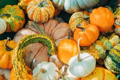 Variadas calabazas y gourds ornamentales en tonos naranja, blanco y verde que significa dar calabazas