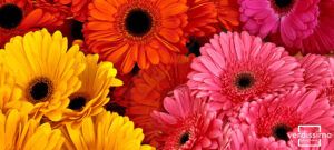 Ramo colorido de gerberas amarillas, naranjas y rosas que significa el color marfil descubre su simbolismo y significado