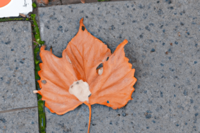 Hoja otoñal naranja con manchas sobre baldosas grises y musgo, recurso visual para que significa esta caducado en ingles