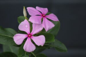 Flor de vinca rosa en primer plano que significa irse por las ramas