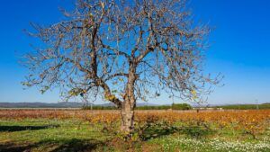Árbol casi desnudo en un viñedo otoñal bajo cielo azul como imagen para que significa sonar desnudo trabajo