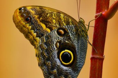 Mariposa en primer plano con un marcado ojo falso y tonalidades amarillas sobre un tallo rojo que evoca que significa tatuaje mariposa.