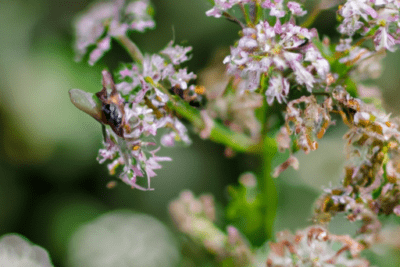Primer plano de flores de valeriana natural, ilustración para artículos sobre que sucede si consumes valeriana caducada.