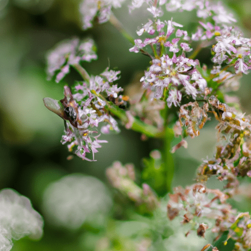 que sucede si consumes valeriana caducada