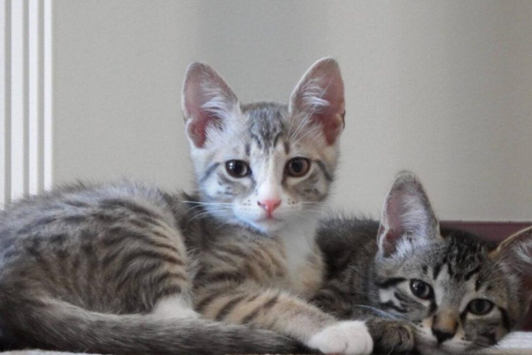 Dos gatitos atigrados acurrucados y mirando a la cámara que sucede si cortas los bigotes de un gato en casa descubre las consecuencias aqui