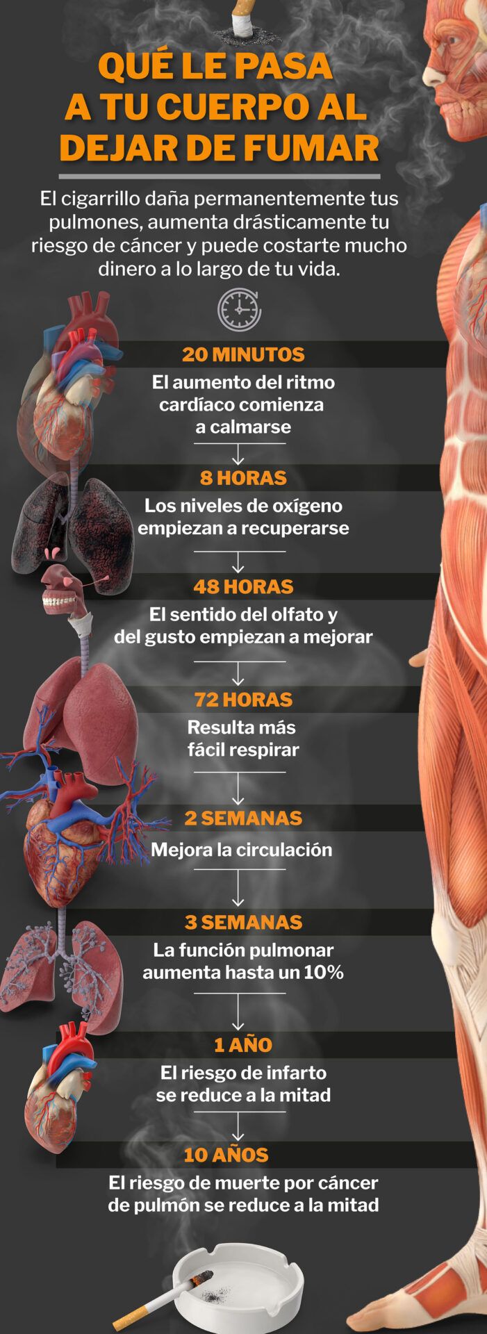 Infografía con cronograma de mejoras al dejar de fumar: 20 minutos, 8 horas, 48 horas, 72 horas, 2 semanas, 3 semanas, 1 año y 10 años, que sucede si fumas en ayunas descubre los efectos en tu cuerpo
