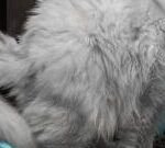 que sucede si le cortas los bigotes a un gato inflamado descubre la respuesta aqui