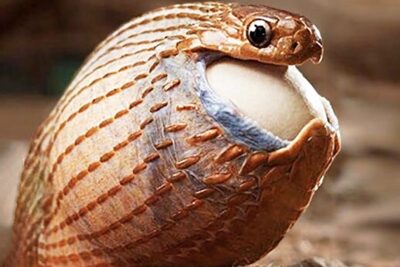Serpiente en primer plano envolviendo y tragando un huevo serpientes que comen huevos caracteristicas especies y comportamientos