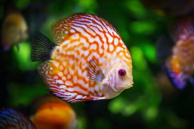 Pez disco naranja con patrones blancos en acuario que sugiere significado acuario astrologia caracteristicas personalidad