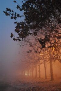 Niebla entre una alineación de árboles y luces cálidas que sugiere significado atacado animal suenos.