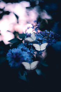 Mariposas blancas posadas sobre racimos de flores lila con fondo desenfocado que evoca significado caracteristicas tatuaje mariposa azul