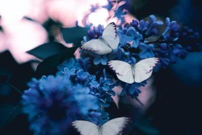 Mariposas blancas posadas sobre racimos de flores lila con fondo desenfocado que evoca significado caracteristicas tatuaje mariposa azul