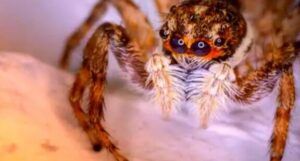 Araña saltarina en primer plano significado de sonar con aranas interpretacion y consejos 1