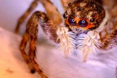 Araña saltarina en primer plano significado de sonar con aranas interpretacion y consejos 1
