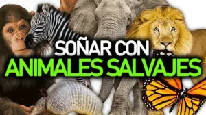 Collage de animales salvajes con título sobre significado de sonar con ser atacado por un monstruo dudas suenos