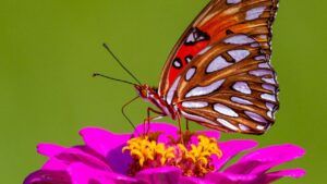 Mariposa marrón y naranja con manchas blancas posada en una flor rosa que sugiere significado representacion tatuaje mariposa tobillo