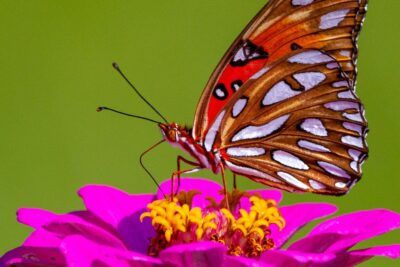 Mariposa marrón y naranja con manchas blancas posada en una flor rosa que sugiere significado representacion tatuaje mariposa tobillo