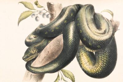 Ilustración de una serpiente enroscada en una rama que evoca significado signos zodiaco influencia vida