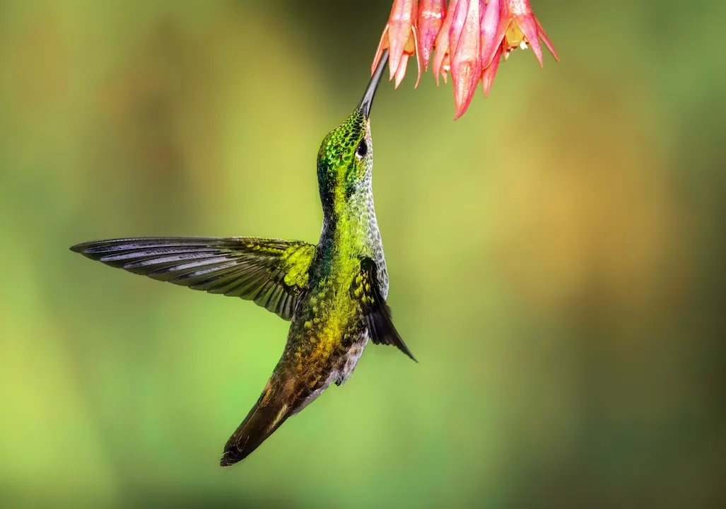 Un colibrí en pleno vuelo, simbolizando la libertad, la alegría y la capacidad de superación 