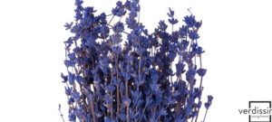 Ramo de lavanda seca sobre fondo blanco que representa el significado y simbolismo del color lavanda 1.