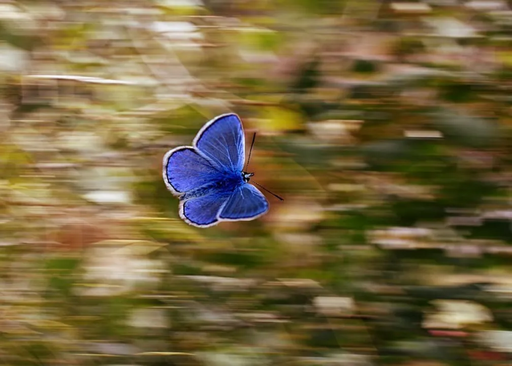 Una mariposa de colores vibrantes posada en una flor, representando la transformación y la belleza de la vida 