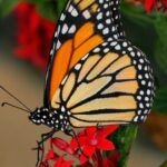 Simbolismo y significado de la mariposa: descubre su significado