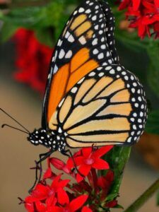 Mariposa monarca posada en flores rojas simbolismo y significado de la mariposa descubre su significado 1.