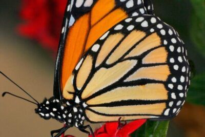 Mariposa monarca posada en flores rojas simbolismo y significado de la mariposa descubre su significado 1.