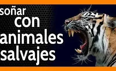 Tigre rugiendo junto a texto grande que evoca sonar con animales salvajes analisis de suenos.