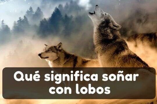 sonar con ser atacado por un lobo guia para interpretar tus suenos 1