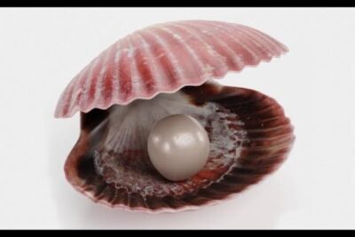 Concha rosada abierta con una perla brillante en su interior, imagen para todo lo que debes saber sobre la alimentacion de las almejas que comen las almejas.