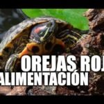 Todo lo que debes saber sobre la alimentación de las tortugas de orejas rojas