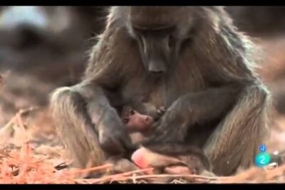 Madre babuino sosteniendo a su cría en el suelo, una imagen que evoca todo lo que debes saber sobre la alimentacion de los babuinos.