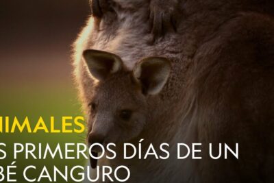 Bebé canguro asomando en la bolsa materna, todo lo que debes saber sobre la alimentacion de los canguros.