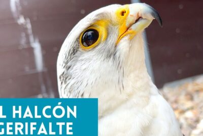 Primer plano de un halcón blanco con pico curvado y anillo ocular amarillo, todo lo que debes saber sobre la alimentacion de los halcones