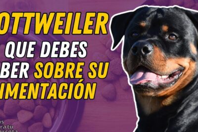 Rottweiler junto a croquetas, todo lo que debes saber sobre la alimentacion de los rottweiler