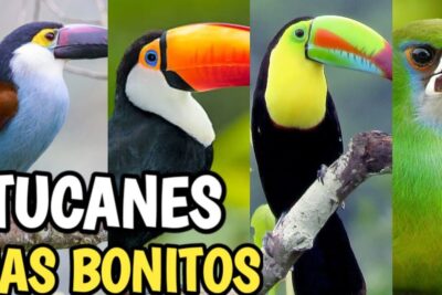 Collage de tucanes coloridos en ramas que ilustra todo lo que debes saber sobre la alimentacion de los tucanes.