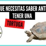 Todo lo que necesitas saber sobre ¿De qué se alimentan las tortugas?