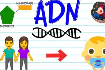 Ilustración educativa del ADN, células y herencia que muestra todo lo que necesitas saber sobre el significado de biologia