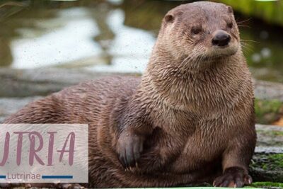 Nutria descansando sobre rocas junto al agua, imagen ilustrativa para todo lo que necesitas saber sobre la alimentacion de las focas marinas